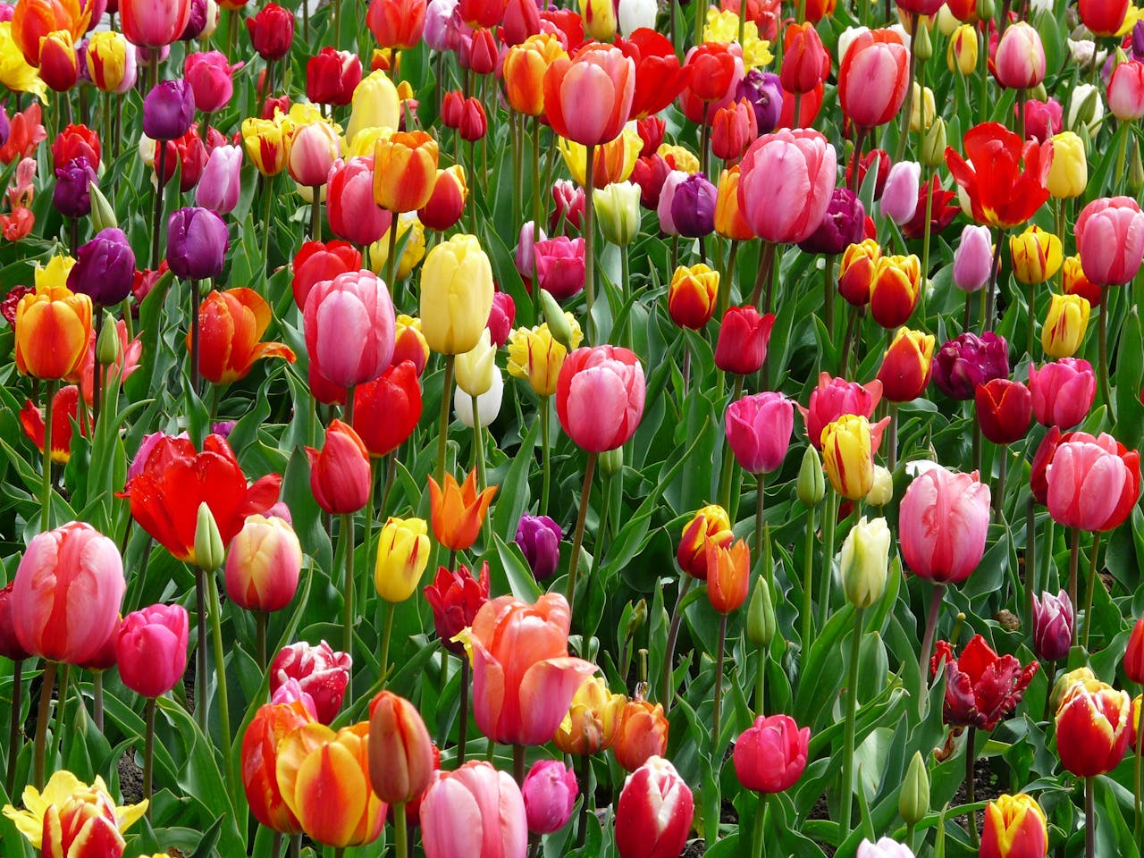 Tulips In A Field